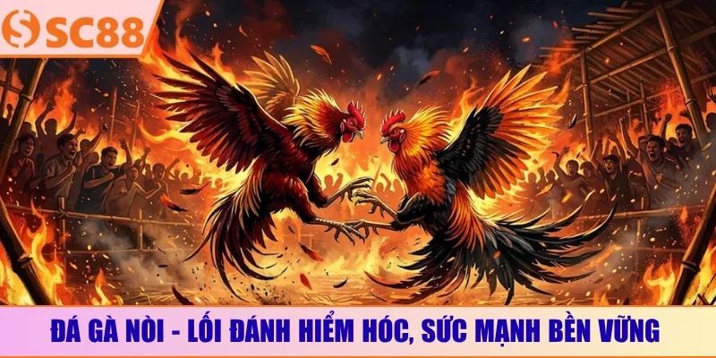 Đá gà nòi - Lối đánh hiểm hóc, sức mạnh bền vững